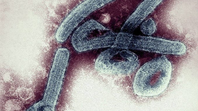 Ghana confirms first cases of deadly Marburg virus