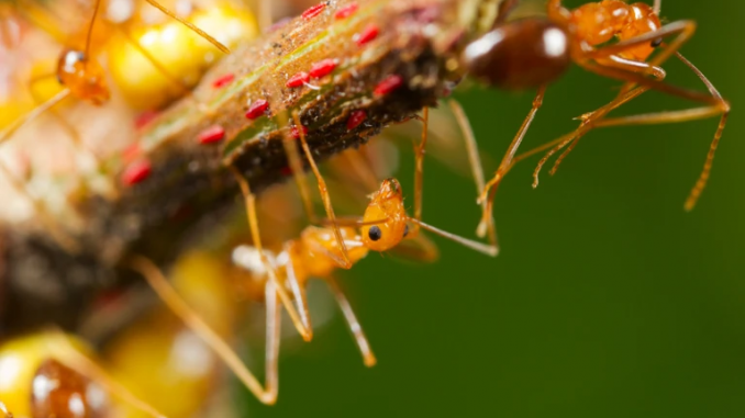 Male Yellow Crazy Ants found to have unique reproductive strategy