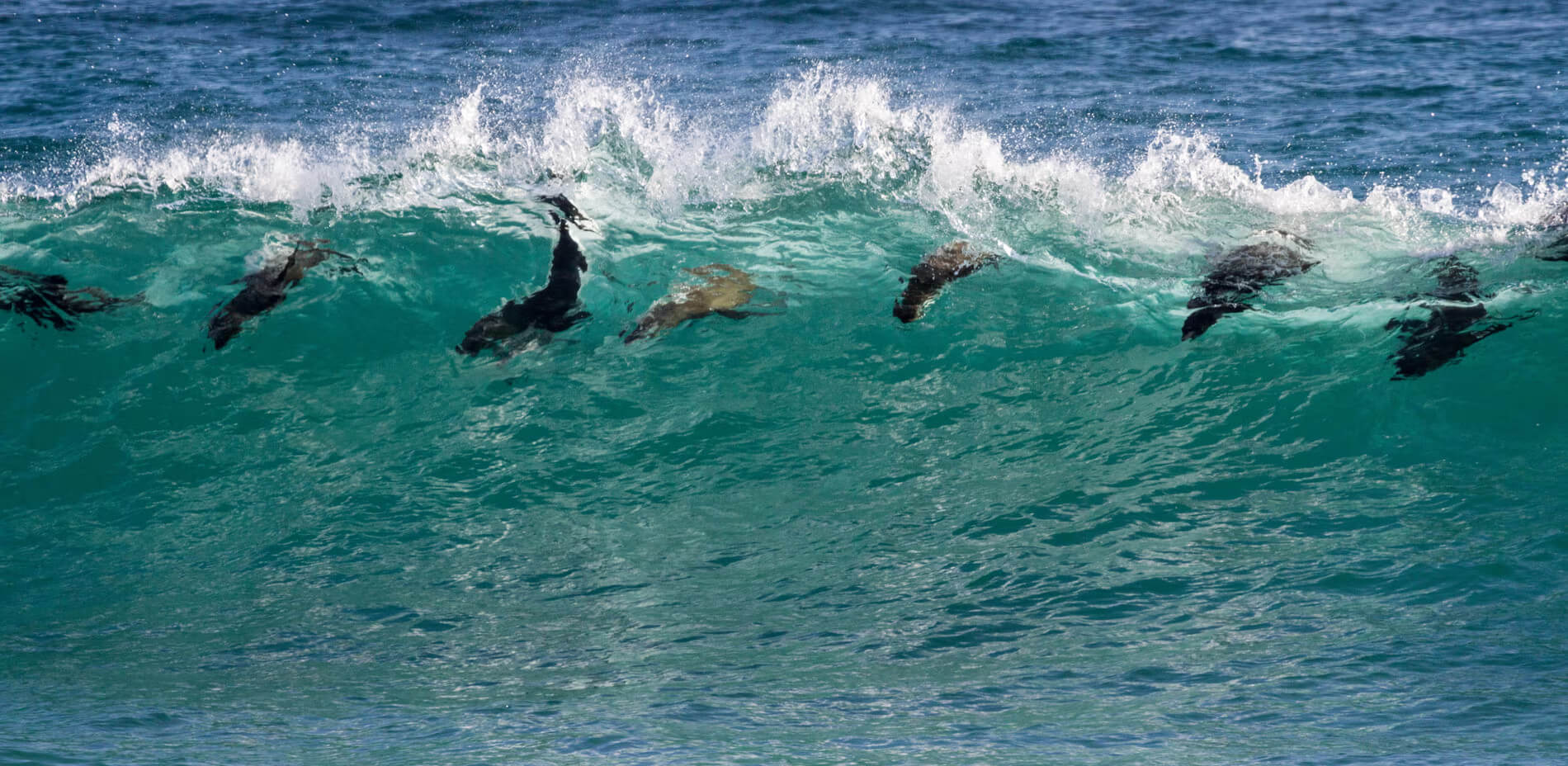 Rabies Outbreak Among Seals Alarms Surfers in South Africa