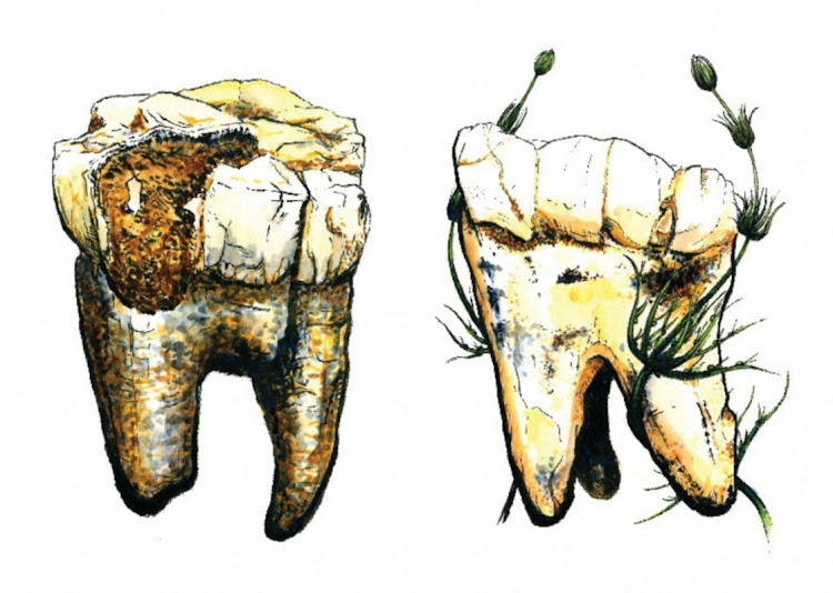 An illustration of two of the seven molars from Australopithecus, unearthed in South Africa, that were sampled in new research exploring the diet of this important ancient human ancestor. The image was released on January 16 2025. Image: Dominic Jack, Max Planck Institute for Chemistry, Germany/Handout via REUTERS/Illustration