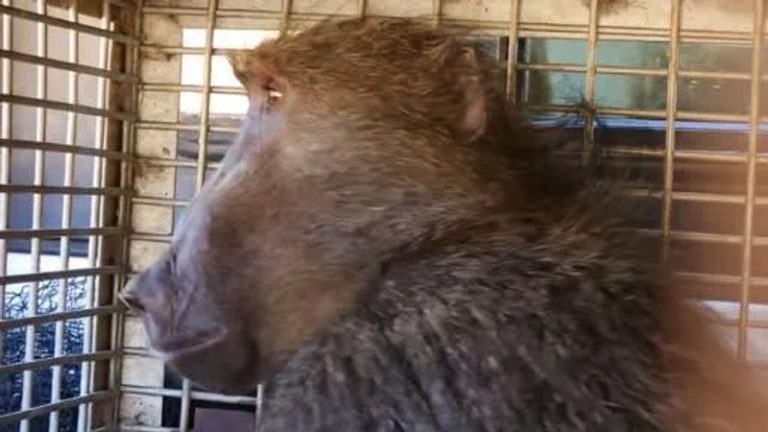 Jasiri, the young male baboon spotted in Pretoria this week, has been safely relocated.