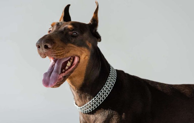 A close-up profile shot of a Doberman Pinscher with erect ears, wearing a decorative silver chain collar, showing a happy expression with mouth open and tongue visible against a light gray background